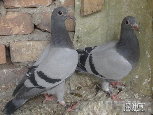 幼鸽十天换窝老鸽子还喂吗 鸽子幼鸽