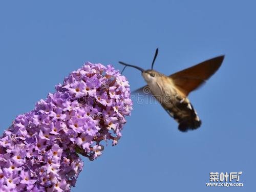 蝴蝶简短习性 玫瑰水晶眼蝶