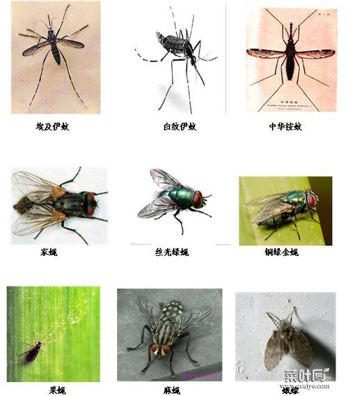 常见38种害虫图片 褥虫