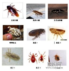 常见38种害虫图片 褥虫