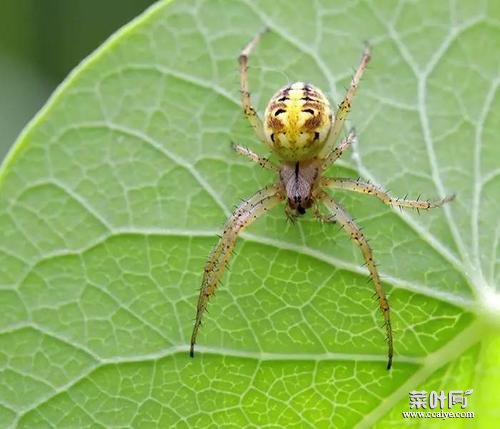 人面蜘蛛图片 宇宙十大恐怖生物