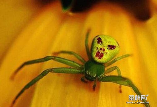 人面蜘蛛图片 宇宙十大恐怖生物