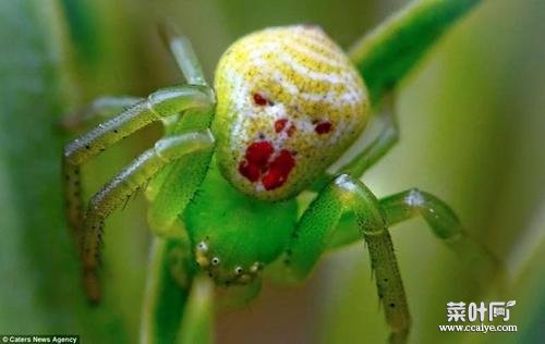 人面蜘蛛图片 宇宙十大恐怖生物