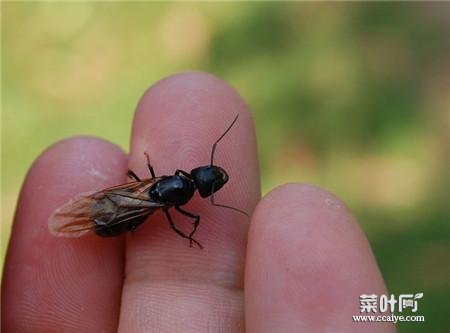 蚂蚁有几条 昆虫蚂蚁有几条腿