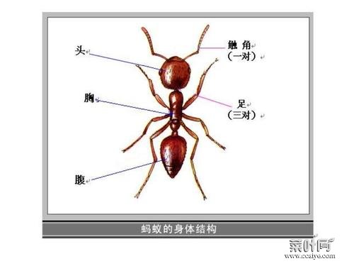 蚂蚁的结构图简图 蚂蚁的身体结构图