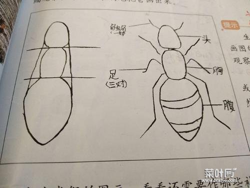 蚂蚁的结构图简图 蚂蚁的身体结构图