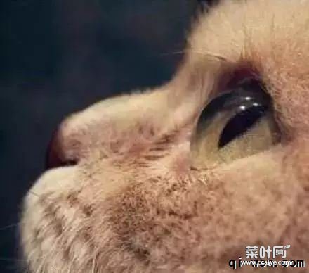 全面解读：你不知道的喵星人！猫的胡须有多少根？