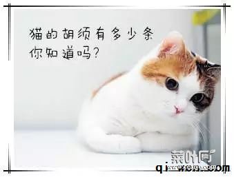 全面解读：你不知道的喵星人！猫的胡须有多少根？