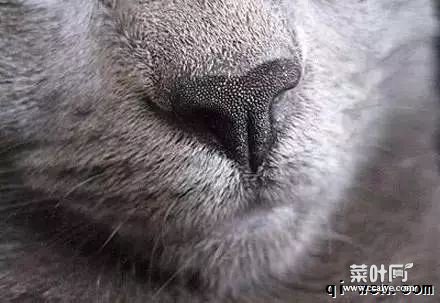 全面解读：你不知道的喵星人！猫的胡须有多少根？