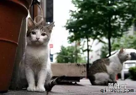 全面解读：你不知道的喵星人！猫的胡须有多少根？