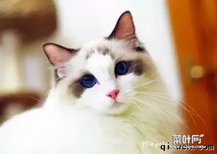 全面解读：你不知道的喵星人！猫的胡须有多少根？