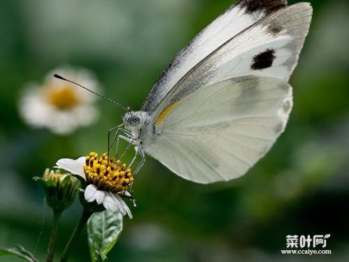 白蝴蝶和黄蝴蝶图片 白蝴蝶七彩鱼图片