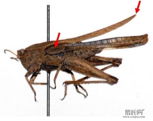 蝗虫前足类型 一足引前