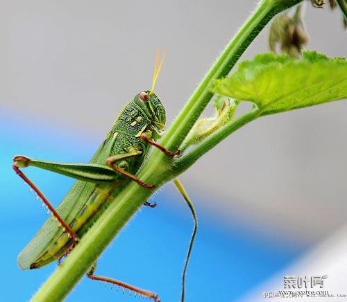 蝗虫前足类型 一足引前