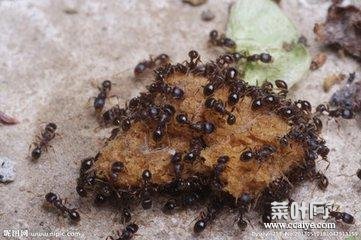 家里的蚂蚁怎么样能彻底清除 杀虫剂可以杀蚂蚁吗