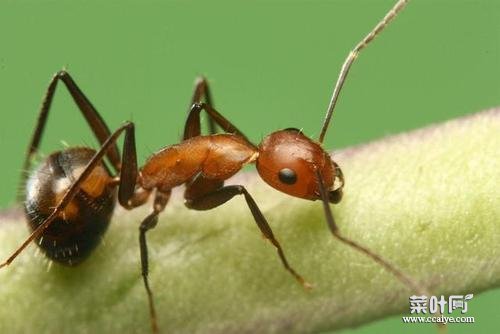 家里的蚂蚁怎么样能彻底清除 杀虫剂可以杀蚂蚁吗