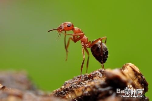 家里的蚂蚁怎么样能彻底清除 杀虫剂可以杀蚂蚁吗