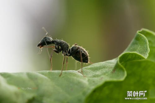 蚂蚁爬到床上啥暗示 消灭蚂蚁最简单得办法