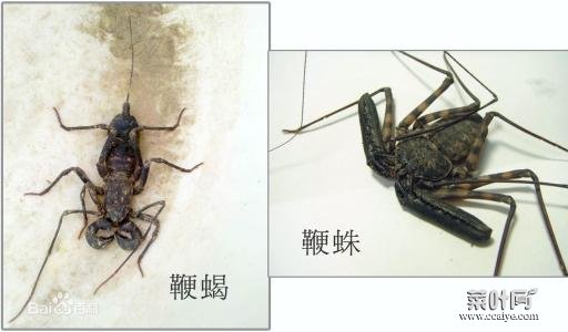 临沂蝎子几条腿 临沂蝎子礼品盒