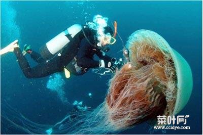 水母吃人图片 轻度水母蛰了伤口图片