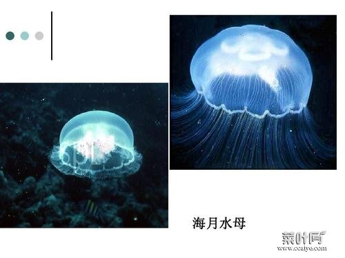 海月水母的寿命 赤月水母