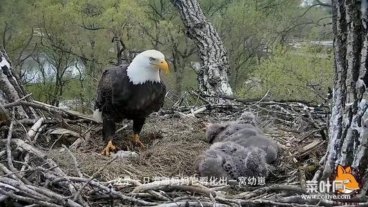 老鹰幼崽互相残杀视频 鹰的幼崽只能存活一只