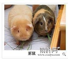 荷兰猪和仓鼠哪个臭 荷兰猪如何养才不臭