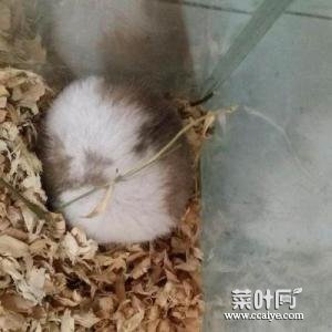 荷兰猪和仓鼠哪个臭 荷兰猪如何养才不臭