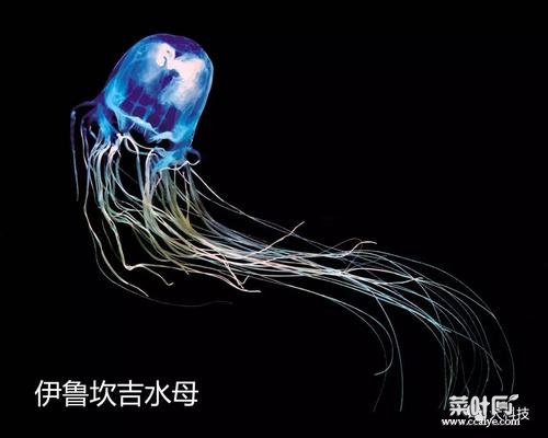 伊鲁坎吉水母 宇宙十大恐怖生物