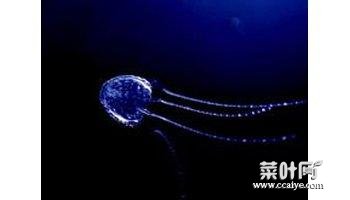 伊鲁坎吉水母 宇宙十大恐怖生物