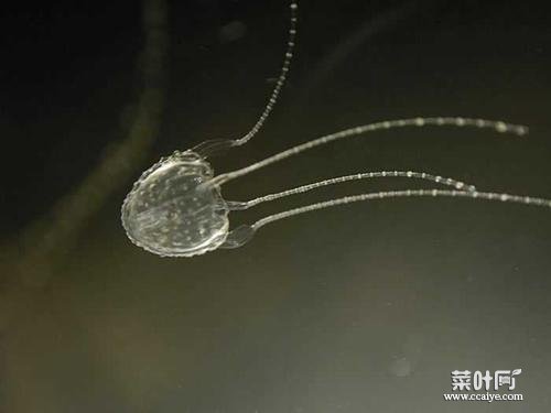 伊鲁坎吉水母 宇宙十大恐怖生物