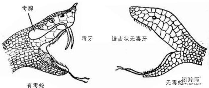 毒蛇牙齿图片 银环蛇毒牙图片