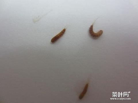 衣服上的虫子是啥虫 咬羊毛大衣的虫子叫啥