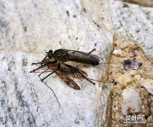 马蝇和苍蝇有啥区别 苍蝇的寿命是多少时间