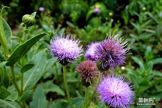 农村常见野菜七七芽有预防癌症、减肥瘦身、补血止血的功效