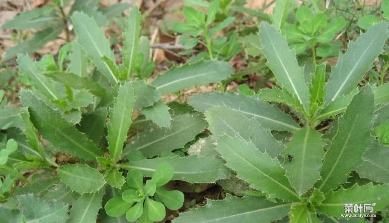 农村常见野菜七七芽有预防癌症、减肥瘦身、补血止血的功效