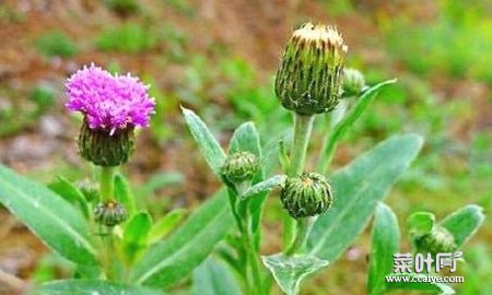 农村常见野菜七七芽有预防癌症、减肥瘦身、补血止血的功效