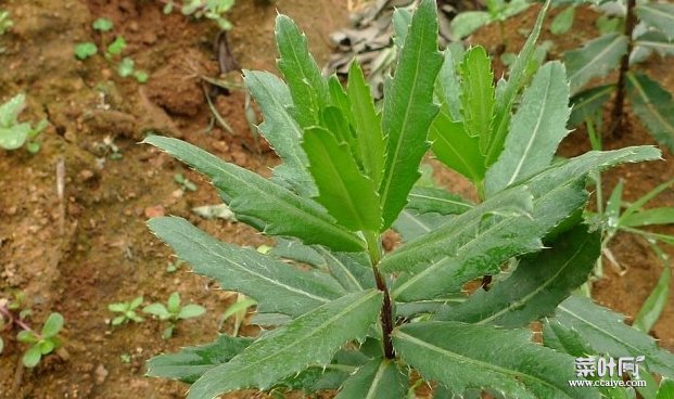 农村常见野菜七七芽有预防癌症、减肥瘦身、补血止血的功效