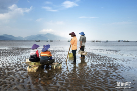 青岛免费赶海比较好的地方是哪里 青岛游客赶海去什么地方好 