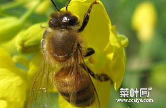 黄蜂蛰消肿的最快方法 蜂子蛰了最快消肿方法