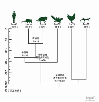 哺乳动物染色体演化历程简图（周旸等 绘）