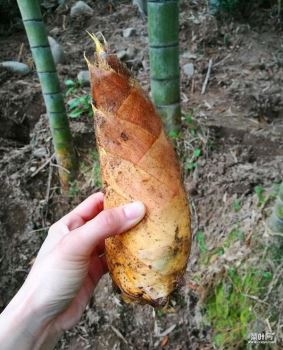 遂昌必尝美食 遂昌地道美食推举