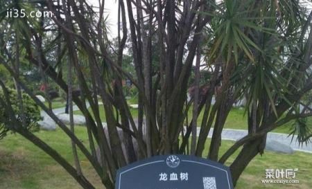 东莞植物园景点介绍 东莞植物园有什么好玩的