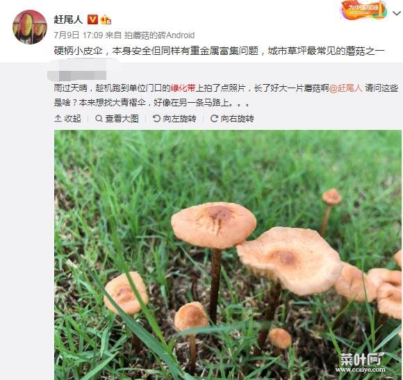 为什么绿化带里长蘑菇不能吃？绿化带的水也不能喝原因是这样的