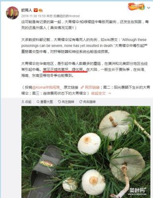 为什么绿化带里长蘑菇不能吃？绿化带的水也不能喝原因是这样的