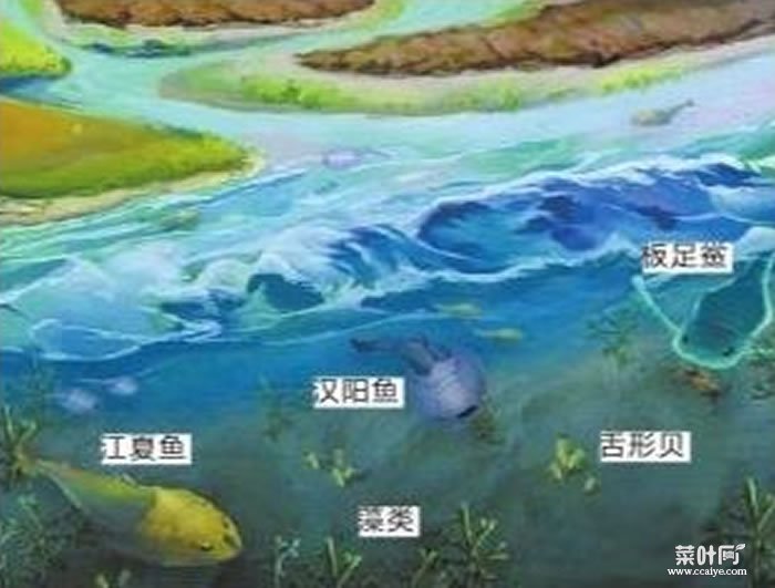 武汉发现“江夏鱼”化石 证明4亿年前这里曾是河口三角洲的滨海地貌