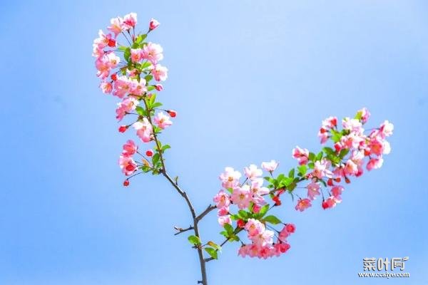 莫愁湖海棠花几月盛开 海棠花现在开了吗