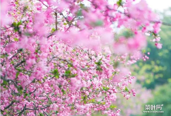 莫愁湖海棠花几月盛开 海棠花现在开了吗