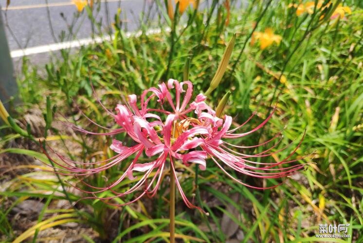 石蒜花和彼岸花的分别，石蒜花也叫死人花、蟑螂花
