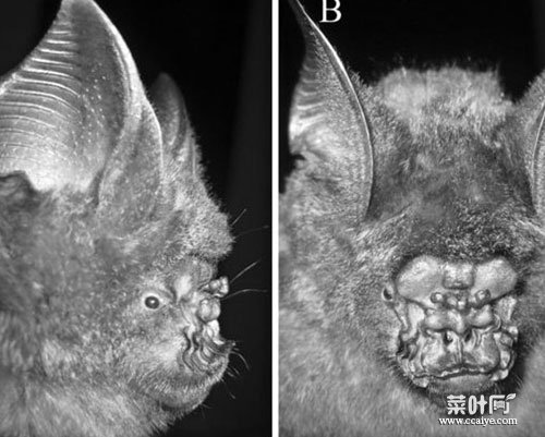 奥秘蝙蝠长着叶子形状鼻子 像猫头鹰头部(图)